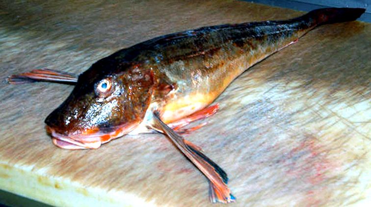 Chelidonichthys lucerna_05.jpg